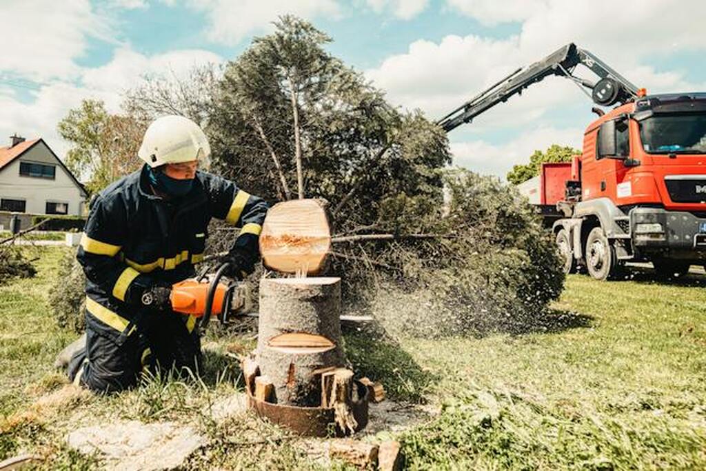 A man is cutting tree trunk with chainsaw in forest